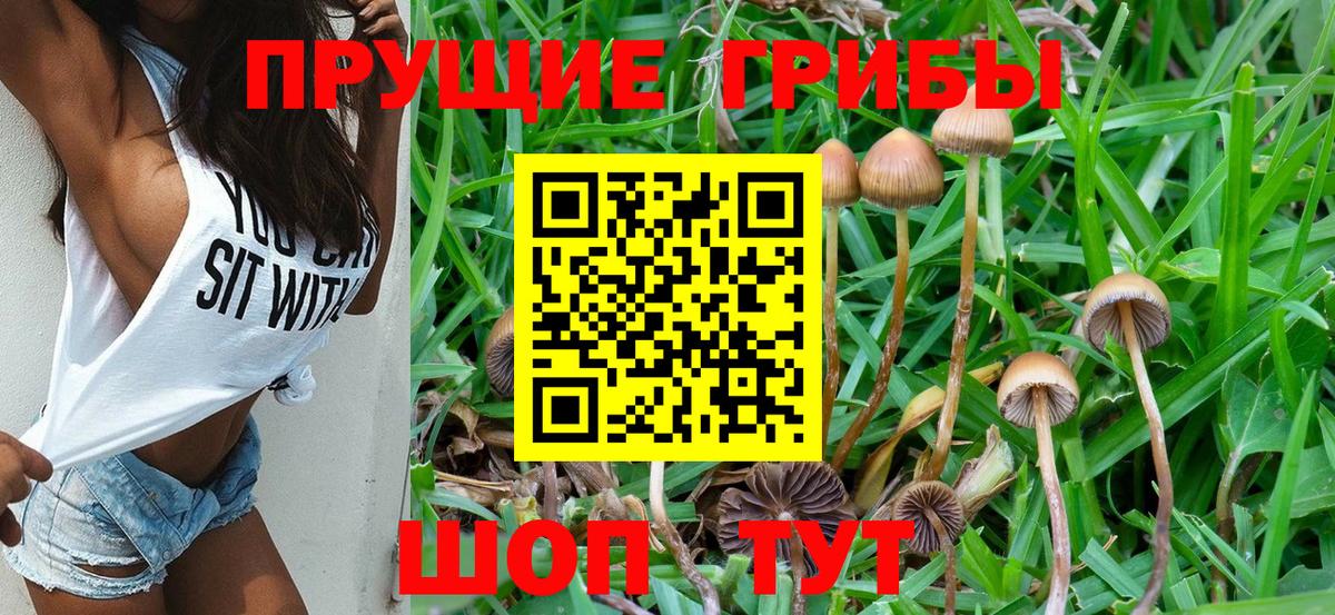 Галлюциногенные грибы Psilocybe Керчь